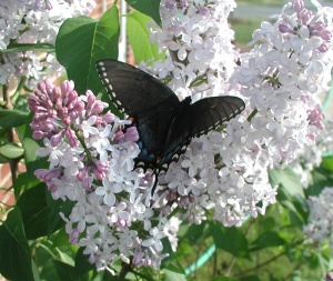 Black butterfly (2)